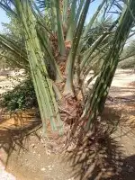 نقوم بقلع وغرس جميع انواع النخيل عربي وشنطن 4