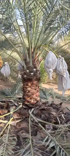 نخيل فسايل وجثايث للبيع 9