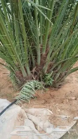 نخيل فسايل وجثايث للبيع 1
