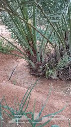 نخيل فسايل وجثايث للبيع 3