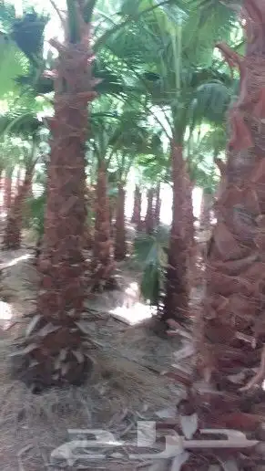 نخل واشنطني 3