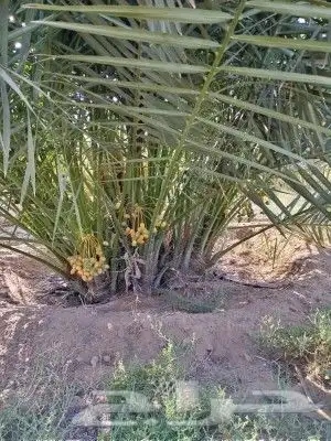 يوجد لدينا جميع أنواع النخيل الوشنطني والعربي 2