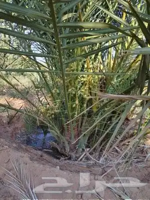 يوجد لدينا جميع أنواع النخيل الوشنطني والعربي 1