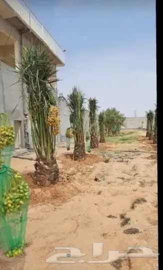 يوجد لدينا جميع انواع النخيل المثمر 0