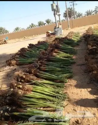 عملائنا الكرام نفيدكم علما بانه يوجد لدينا جميع انواع النخيل 0