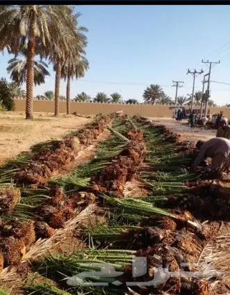 عملائنا الكرام نفيدكم علما بانه يوجد لدينا جميع انواع النخيل 1