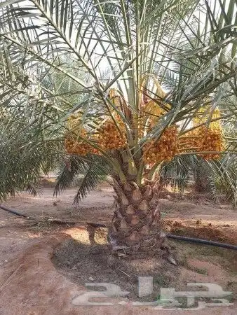 نخل مثمر للبيع بجميع انواعه ومقاساته المختلفه 3