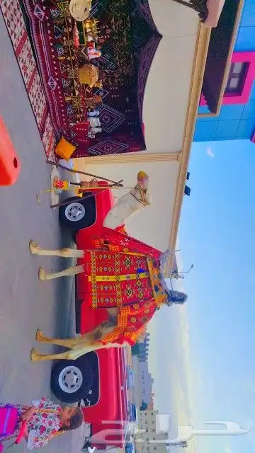 ايجار سياسي وايجار جمال وايجار خيول ايجار زلول 0