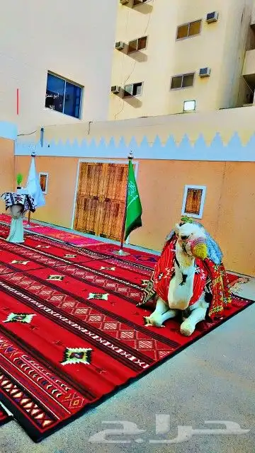 ايجار سياسي وايجار جمال وايجار خيول ايجار زلول 4