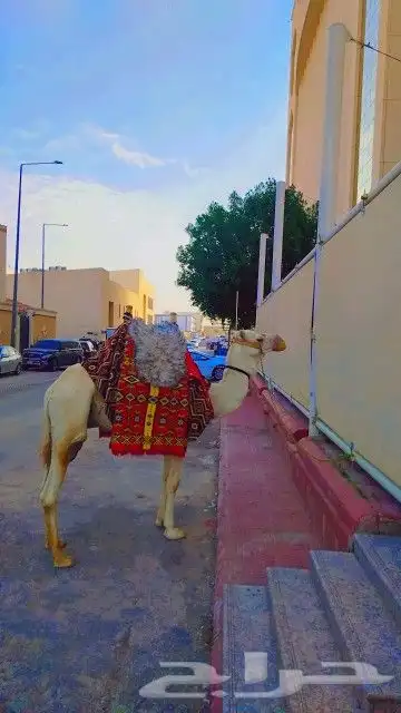 ايجار سياسي وايجار جمال وايجار خيول ايجار زلول 1