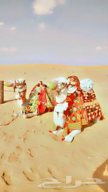 ايجار سياسي وايجار جمال وايجار خيول ايجار زلول 3