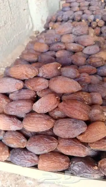 متوفر صقعي مطوق طيب ومجدل طيب التواصل وتساب او اتصل 6