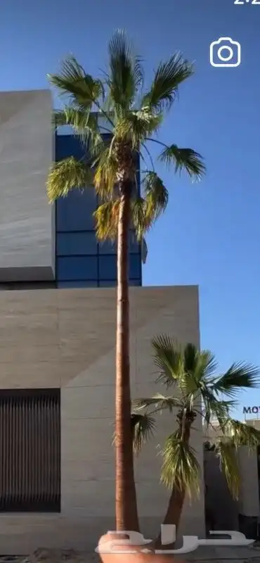 نخل واشنطني 0