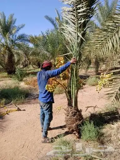 يوجد لدينا جميع انواع النخيل المثمر 6