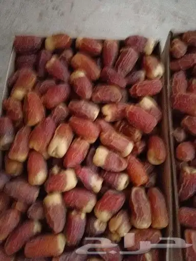 متوفر صقعي مطوق طيب ومجدل طيب التواصل وتساب او اتصل 5