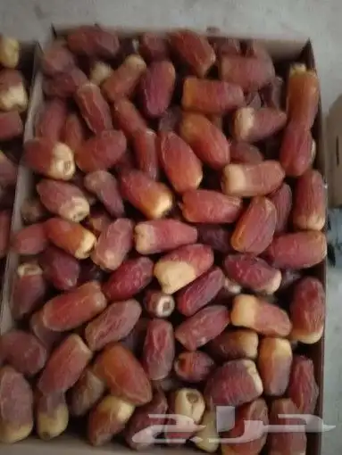 متوفر صقعي مطوق طيب ومجدل طيب التواصل وتساب او اتصل 4