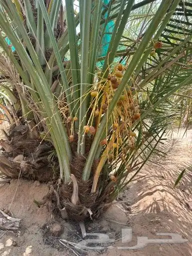 يوجد لدينا جميع انواع النخيل المثمر 4