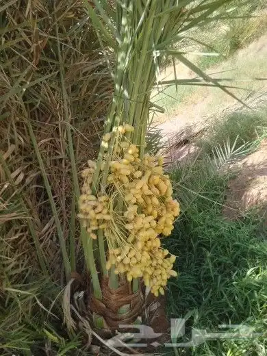 نقوم بقلع وغرس جميع انواع النخيل عربي وشنطن 1