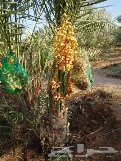 يوجد لدينا جميع انواع النخيل المثمر 3