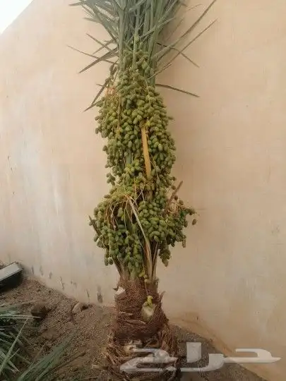 يوجد لدينا جميع انواع النخيل المثمر 8