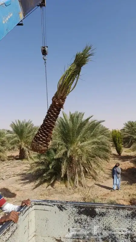 نخيل فسايل وجثايث للبيع 4