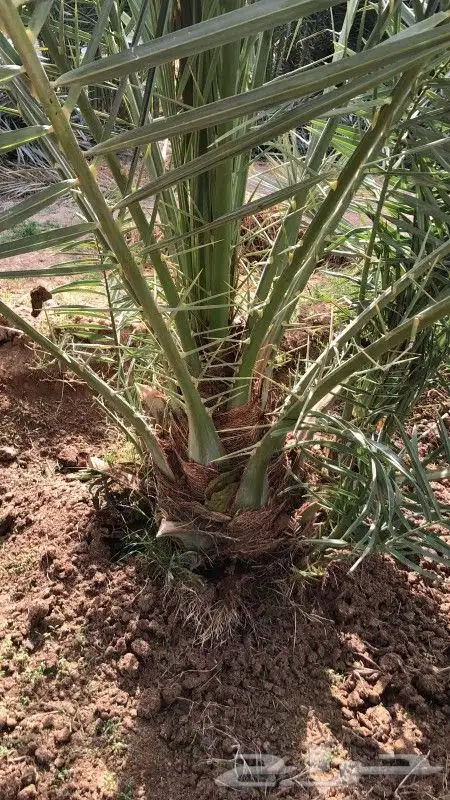 نخيل فسايل وجثايث للبيع 2