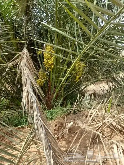 يوجد لدينا جميع انواع النخيل المثمر 9