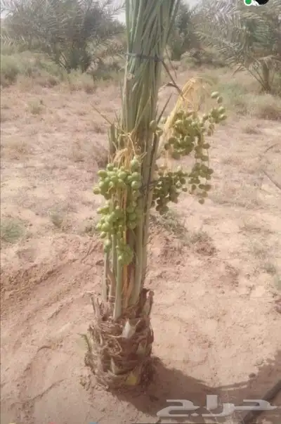 يوجد لدينا جميع انواع النخيل المثمر 7