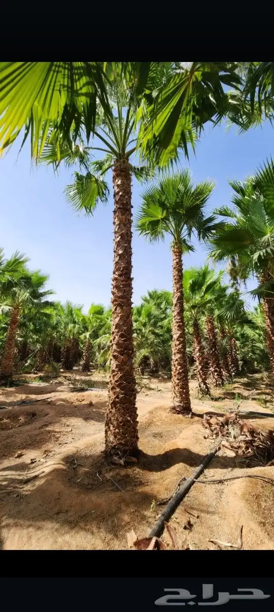 يوجد لدينا جميع أنواع النخيل الوشنطني والعربي 3