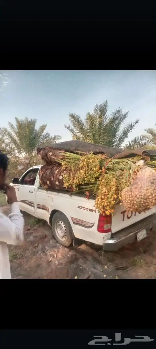 يوجد لدينا جميع أنواع النخيل الوشنطني والعربي 0