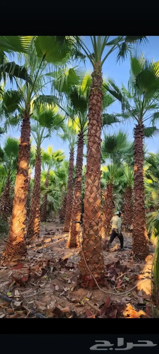 يوجد لدينا جميع أنواع النخيل الوشنطني والعربي 8
