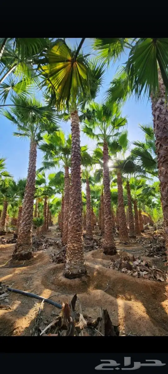يوجد لدينا جميع أنواع النخيل الوشنطني والعربي 4
