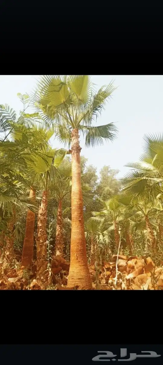 يوجد لدينا جميع أنواع النخيل الوشنطني والعربي 6