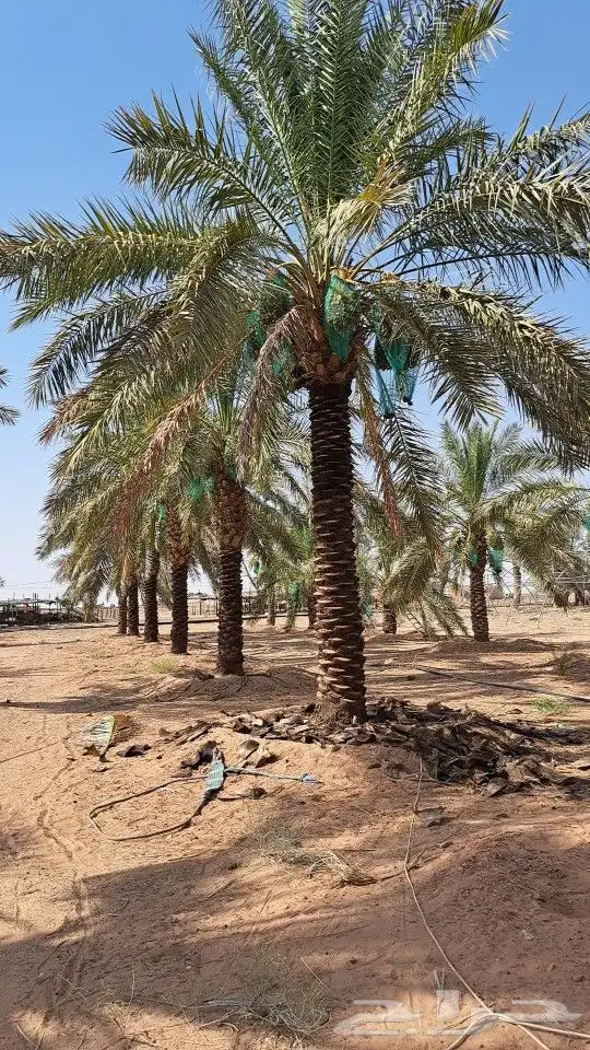نخل مثمر للبيع بجميع انواعه ومقاساته المختلفه 1