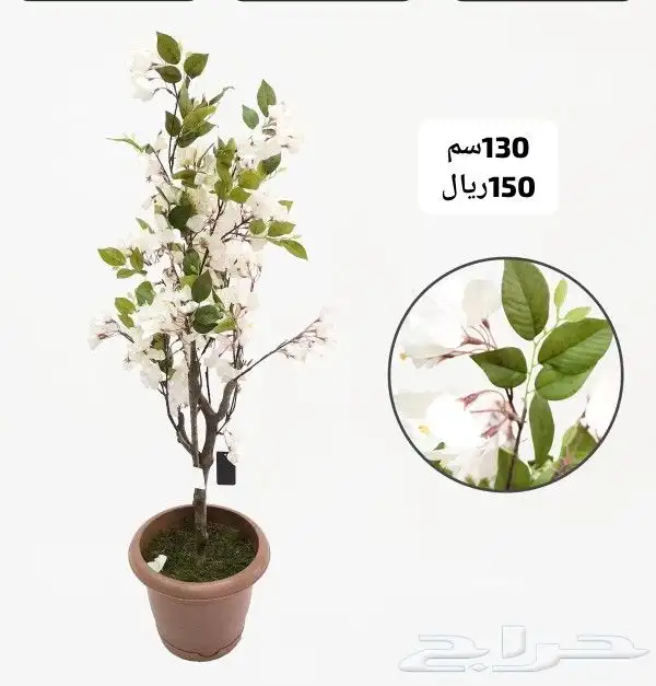 شجر بورد ملون 13