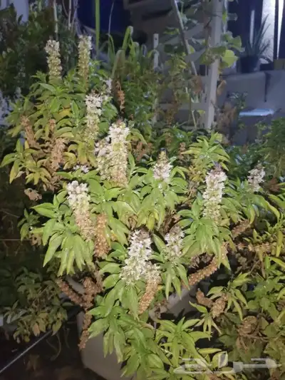 Aloe vera and Tulsi (holy basil) plant for sale 6