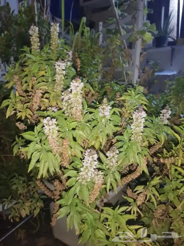 Aloe vera and Tulsi (holy basil) plant for sale 6