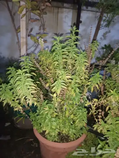Aloe vera and Tulsi (holy basil) plant for sale 7