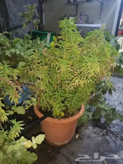 Aloe vera and Tulsi (holy basil) plant for sale 5