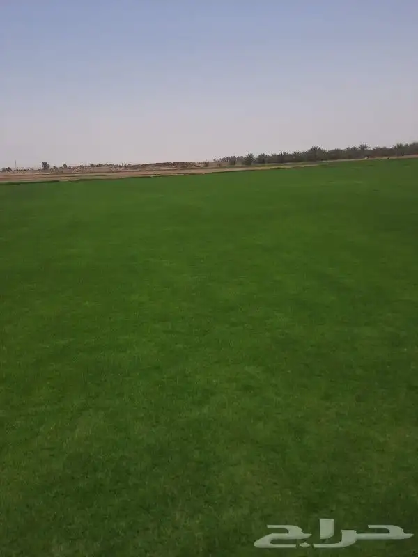ثيل نجيله طبيعي 100  نقي جدا c2000 فرنسي ياباني 4