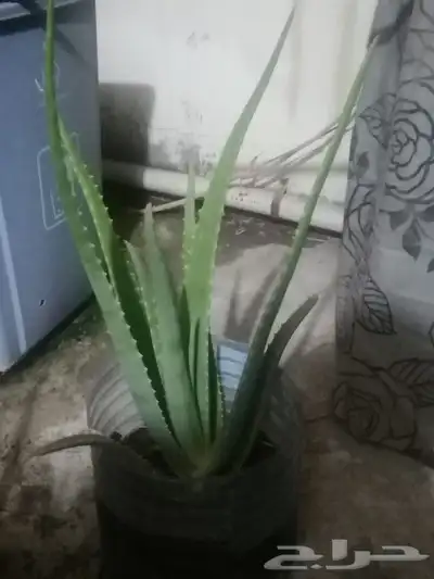 Aloe vera and Tulsi (holy basil) plant for sale 2