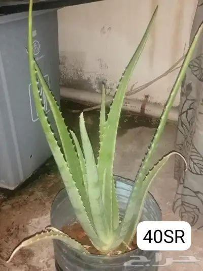 Aloe vera and Tulsi (holy basil) plant for sale 3