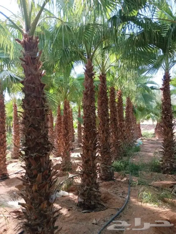 نخل واشنطني 6