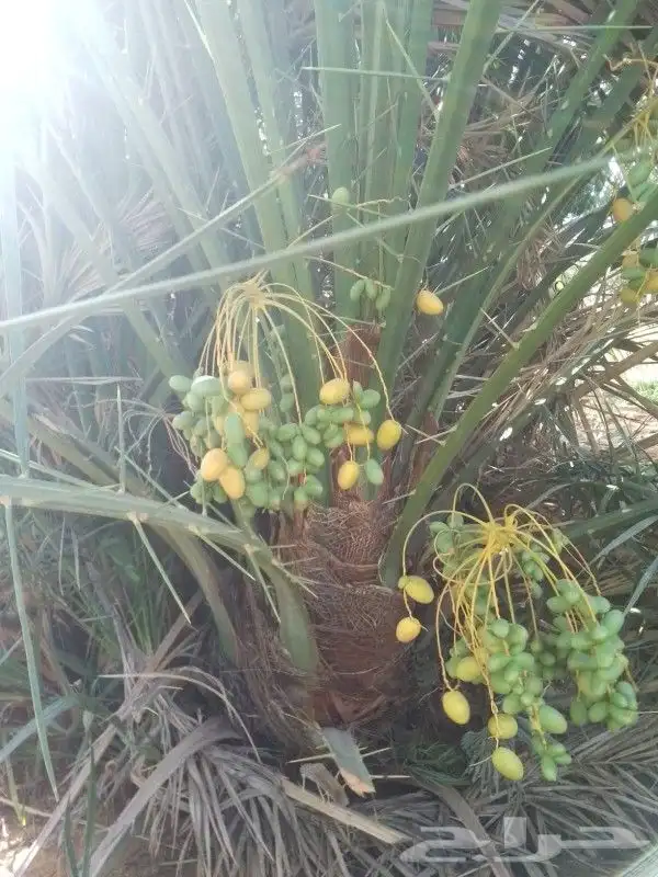 فراخه طيبه وجثايث وقراين 1