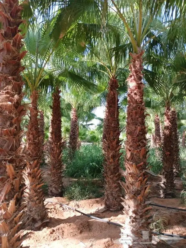 نخل واشنطني 7