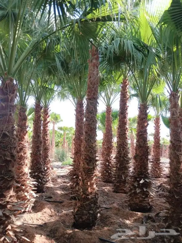 نخل واشنطني 8