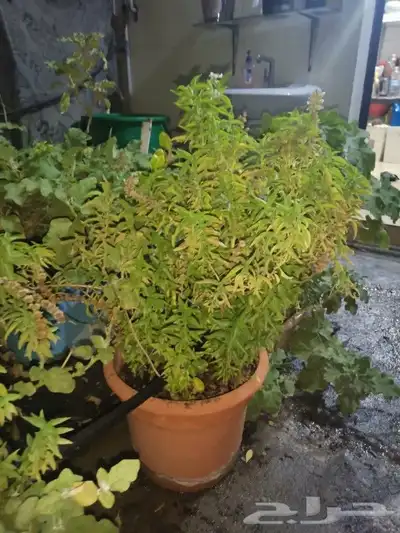 Aloe vera and Tulsi (holy basil) plant for sale 4