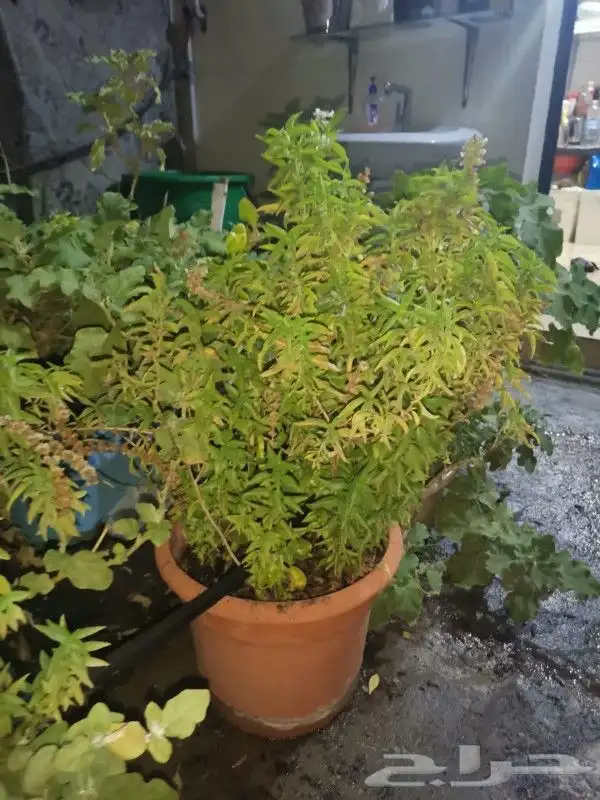 Aloe vera and Tulsi (holy basil) plant for sale 4
