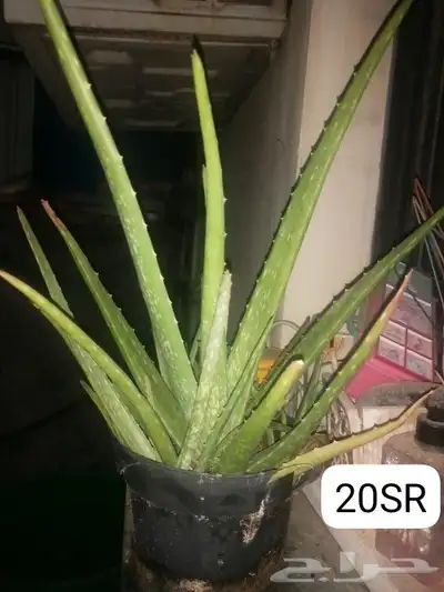 Aloe vera and Tulsi (holy basil) plant for sale 0