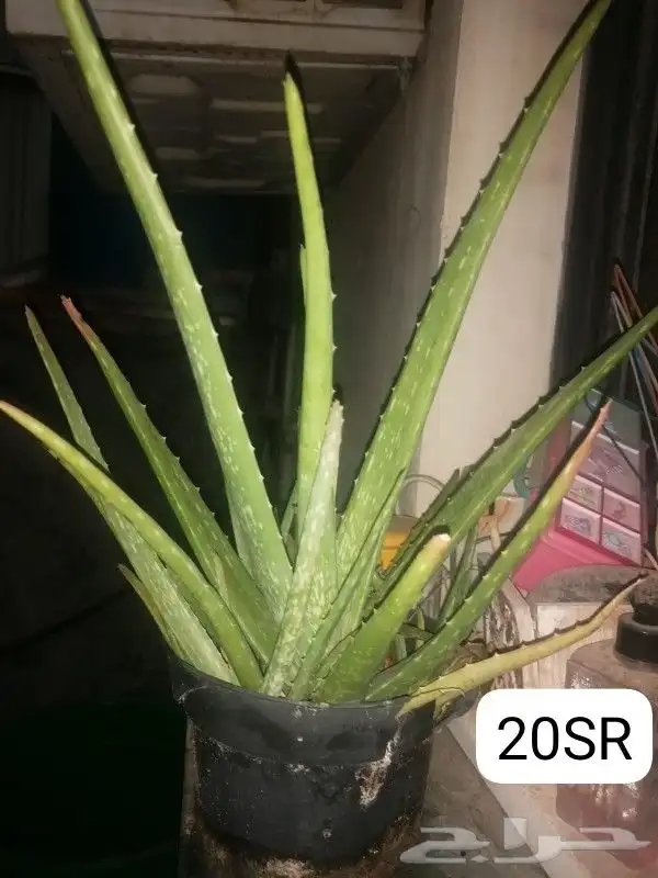 Aloe vera and Tulsi (holy basil) plant for sale 0